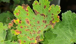 Bacterial leaf spot of hardy geranium: symptoms and biology